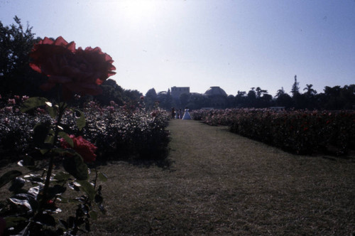 Exposition Park Rose Garden