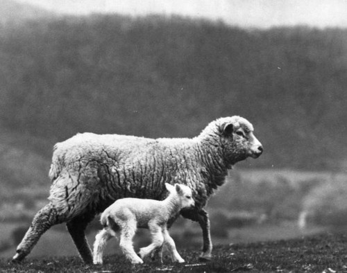 Ewe and lamb