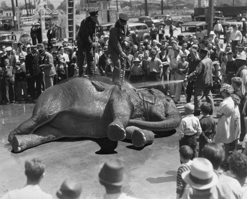 Washing elephants