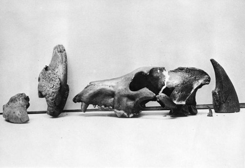 Wolf bones recovered from tar pits