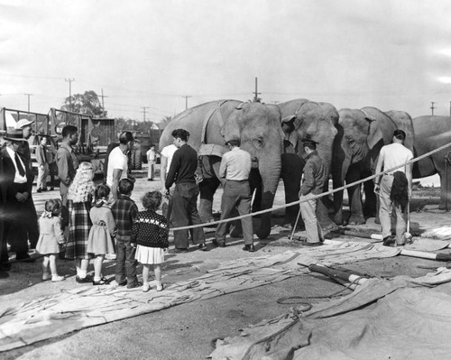 Circus elephants