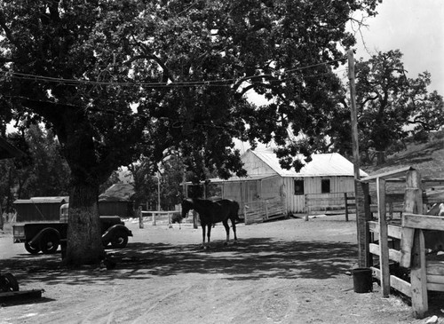 Horse and barn at Potrero Ranch