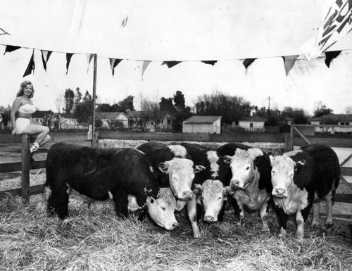 20 families to celebrate beef award