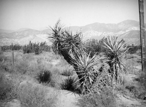 San Gorgonio Pass