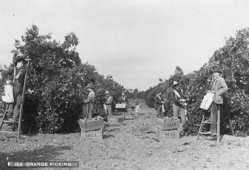 Picking oranges in Pomona