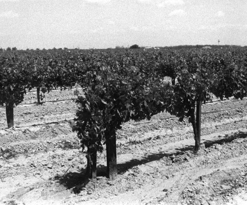 Rows in a vineyard