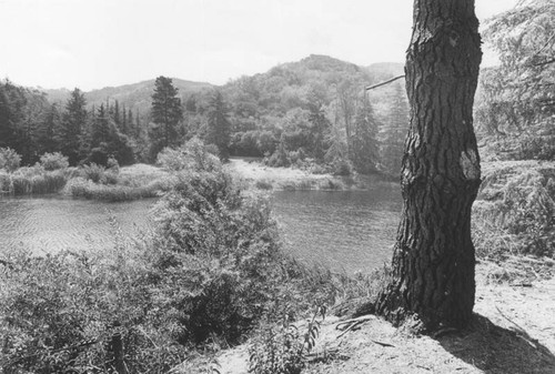 Lake in Franklin Canyon Park