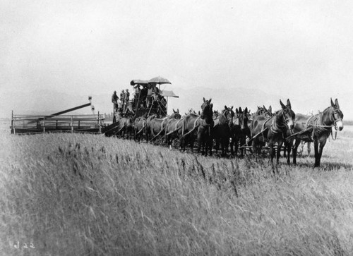 Harvesting wheat by mule and horse