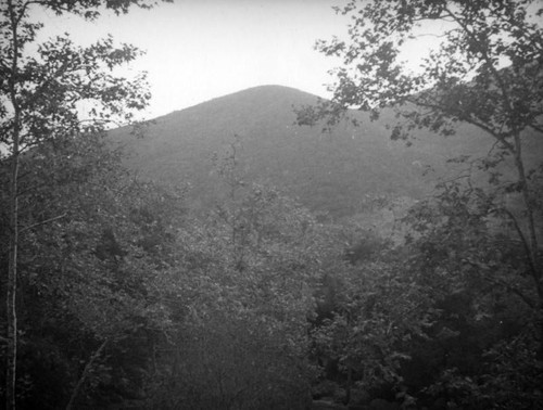 Peak framed by trees in Topanga Canyon