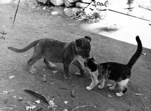 Mighty,' a calico cat, greets 'Zamba III,' a mountain lion