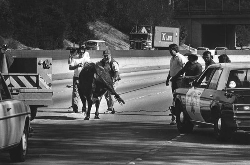 Cattle escaped from overturned truck on the Golden Sate Freeway