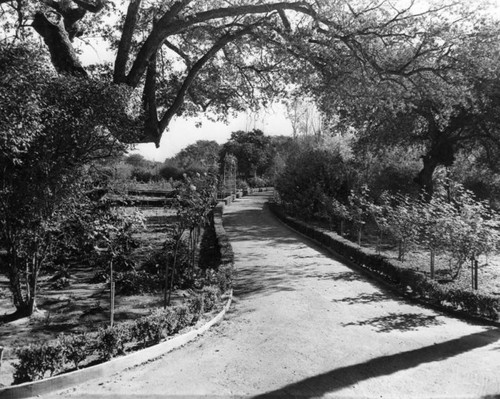 English Oaks, Arcadia