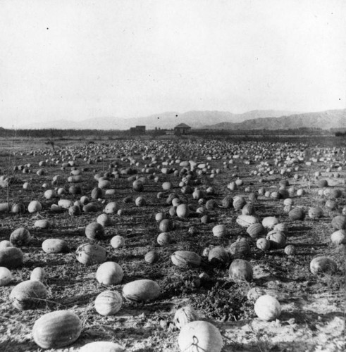 Field of watermelons