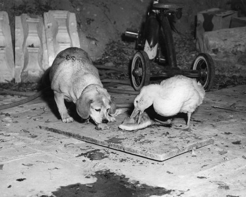 Dog, duck pals share watermelon lunch