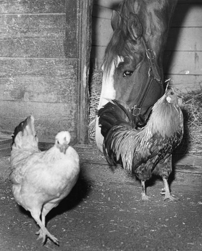 Rooster vs. horse?