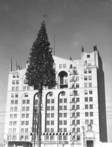 Christmas trees high up in Los Angeles, view 2