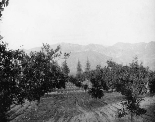 Sphinx Ranch orchard