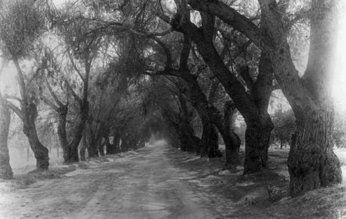 Pepper Street in Pasadena