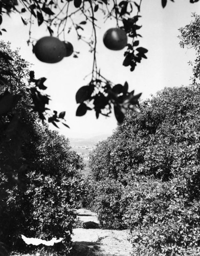 View of fruit orchards