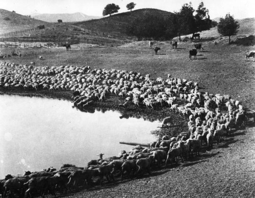 Livestock graze at Johnston Lake