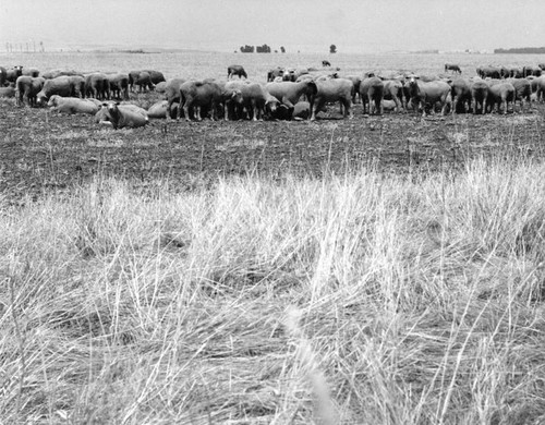 Sheep in San Joaquin Valley