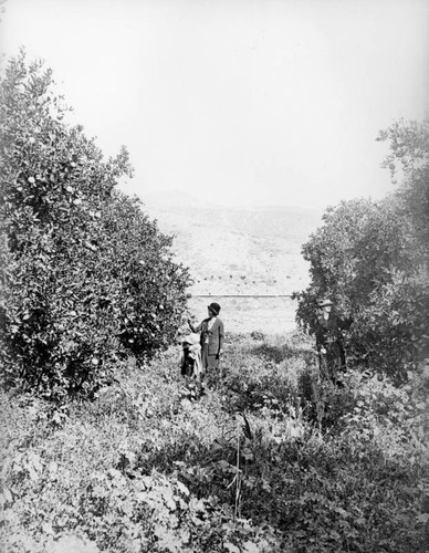 Women in an orange grove