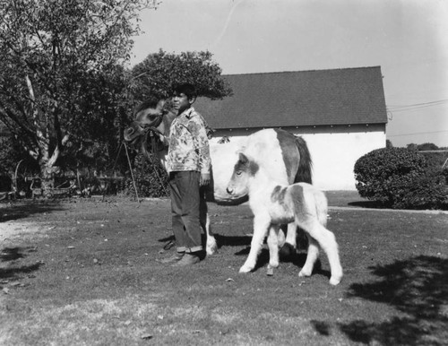 A foal and its mother