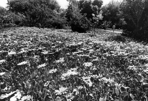 Daisies in Descanso Gardens