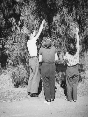 Ethel and friends picking peppercorns