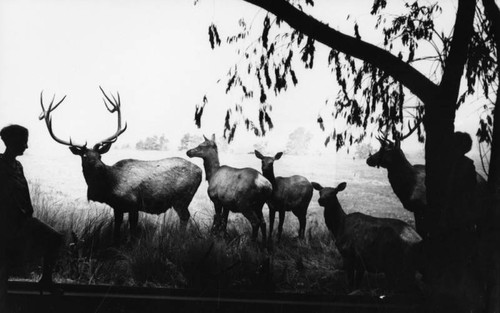 Deer in museum