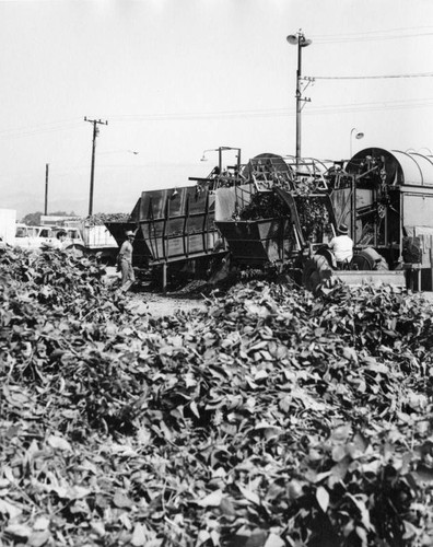 Harvesting