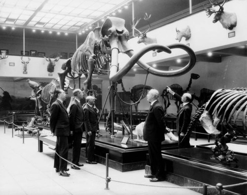 Mastodon skeleton, L.A. County Museum of Natural History