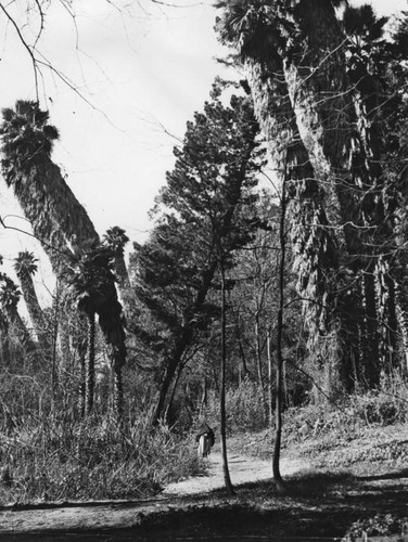 Palms at Santa Anita Ranch