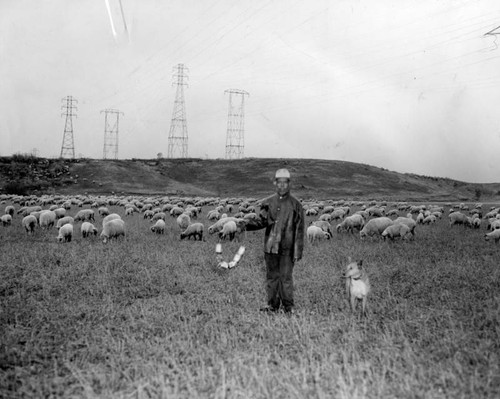 Standing guard over flock