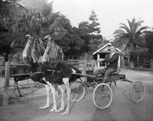 Los Angeles Ostrich Farm