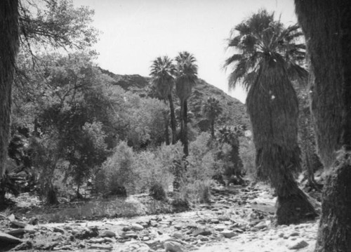 Palm Canyon area creek