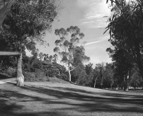 Scenic view of Elysian Park