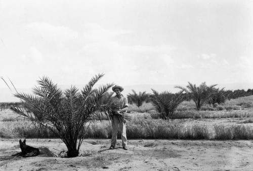 Date palms