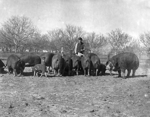 Agriculture at Van Nuys High School