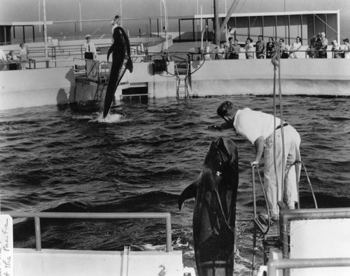 Whale show at Marineland