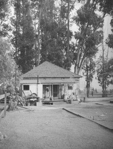 Eucalyptus and house at Pueblo La Brea