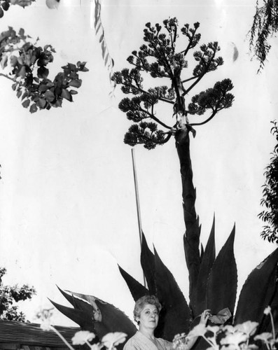 Plant blooms after 35 years