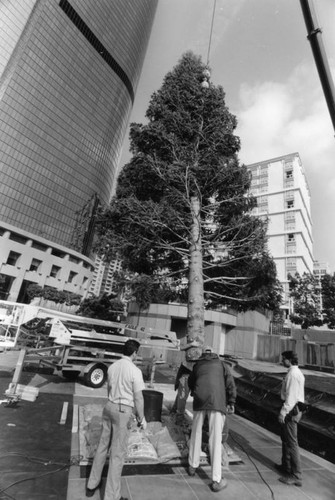 Pine tree planted at the Water Court