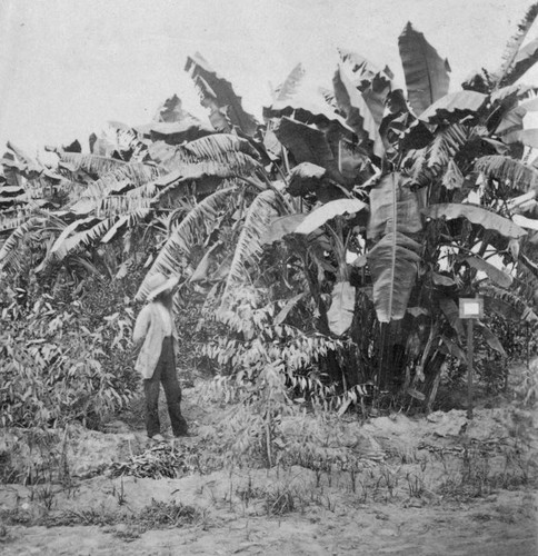 Bananas in Sierra Madre