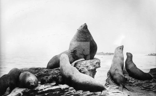 Seal lions exhibit