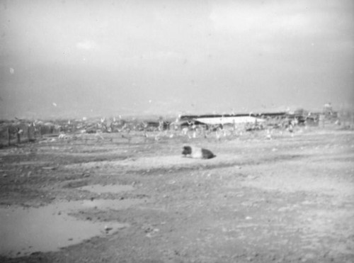 Lone hog, El Monte hog farm after the flood