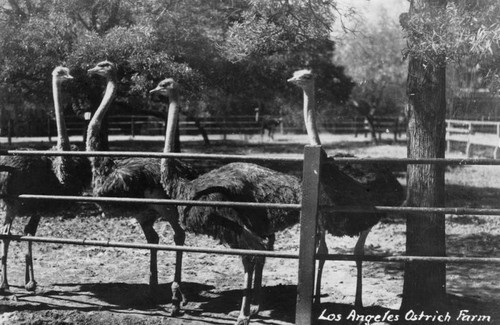 Ostriches, a view