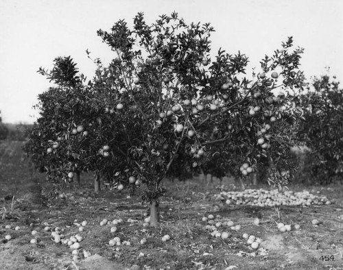 Grapefruit orchard