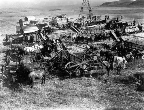 Harvesting at Van Nuys ranch