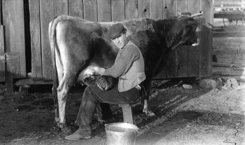 Cow in barn